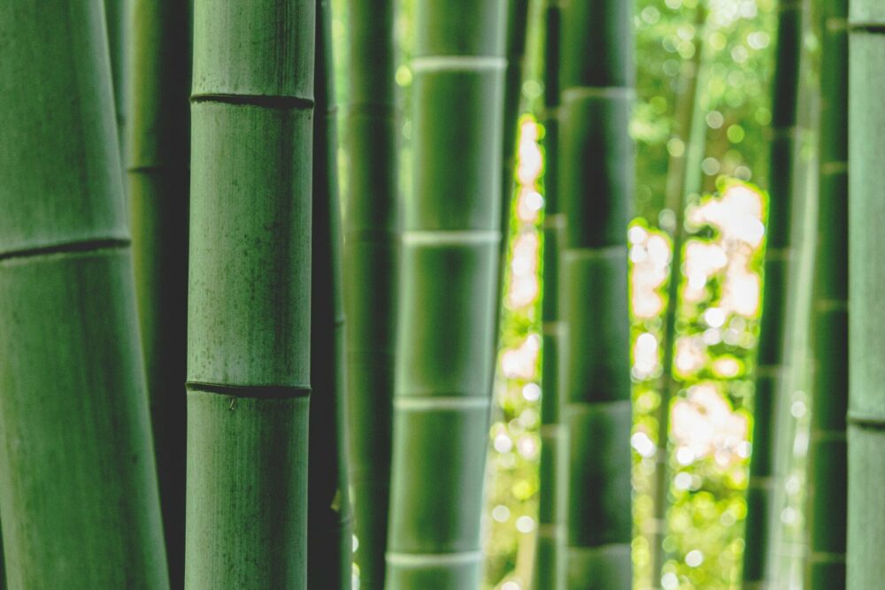 bamboo-organic-clothing-b-light